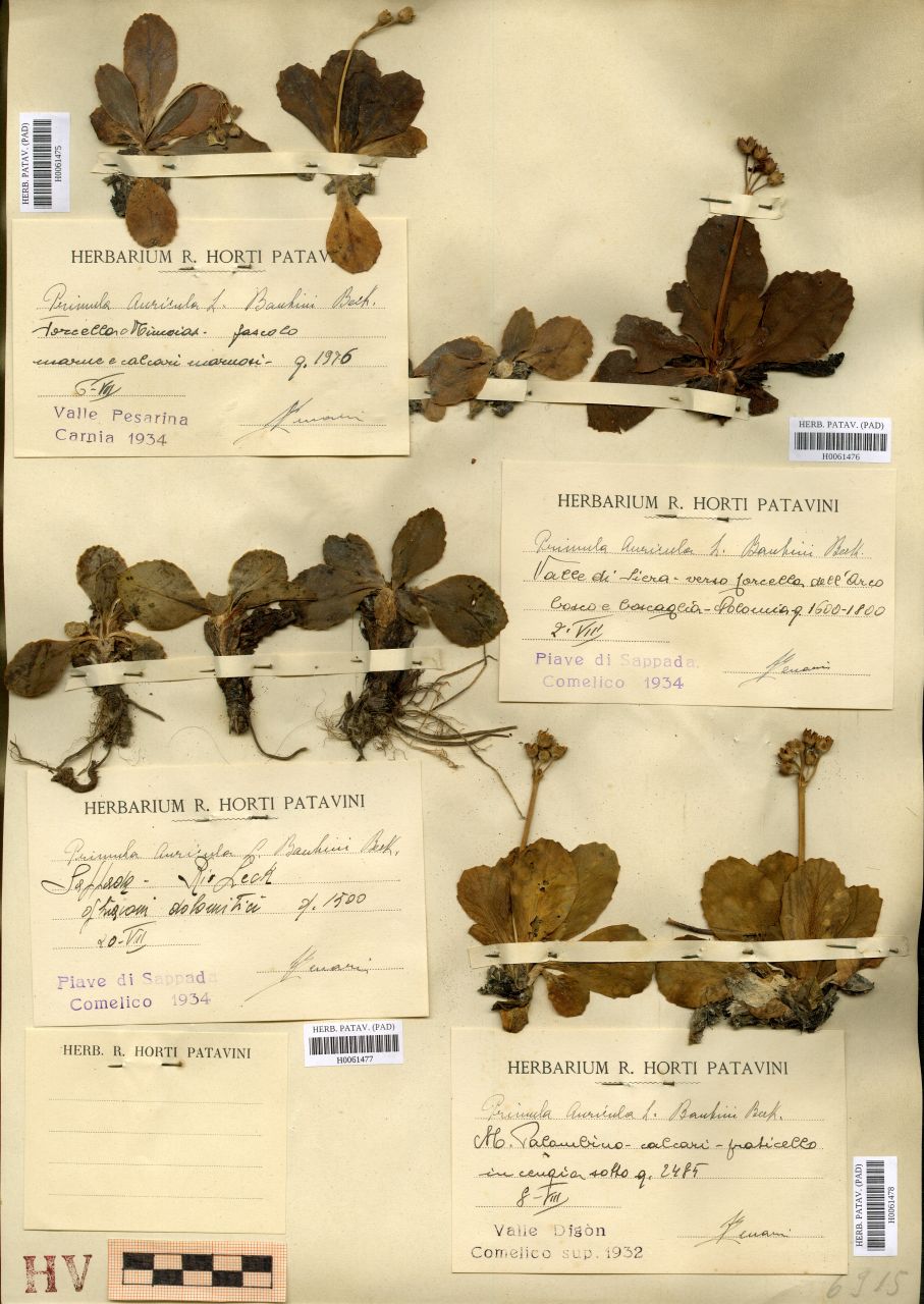 Primula auricola L. v. bauhini Beck - erbario, Erbario Tre Venezie, Erbario Tre Venezie (1934/08/02)