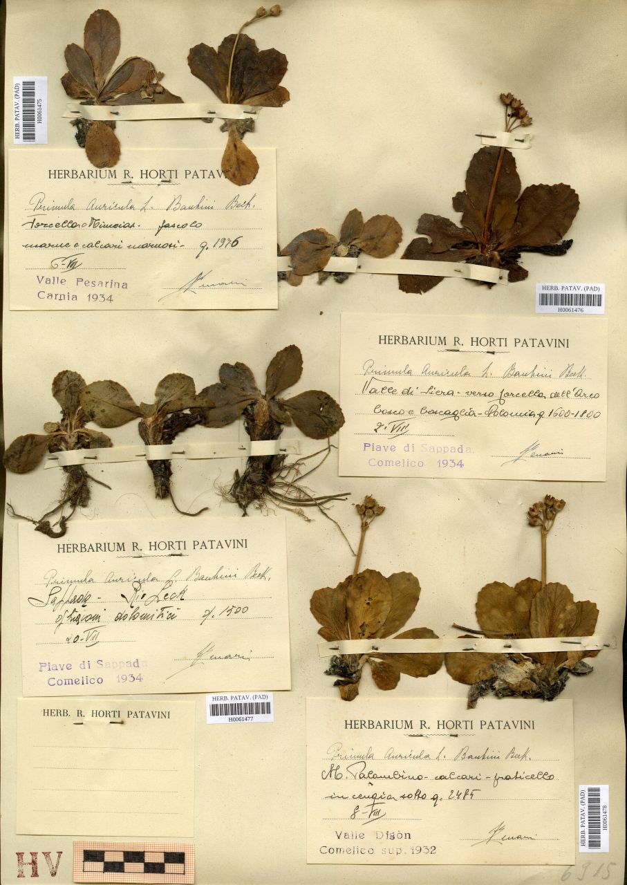 Primula auricola L. v. bauhini Beck - erbario, Erbario Tre Venezie, Erbario Tre Venezie (1934/07/20)