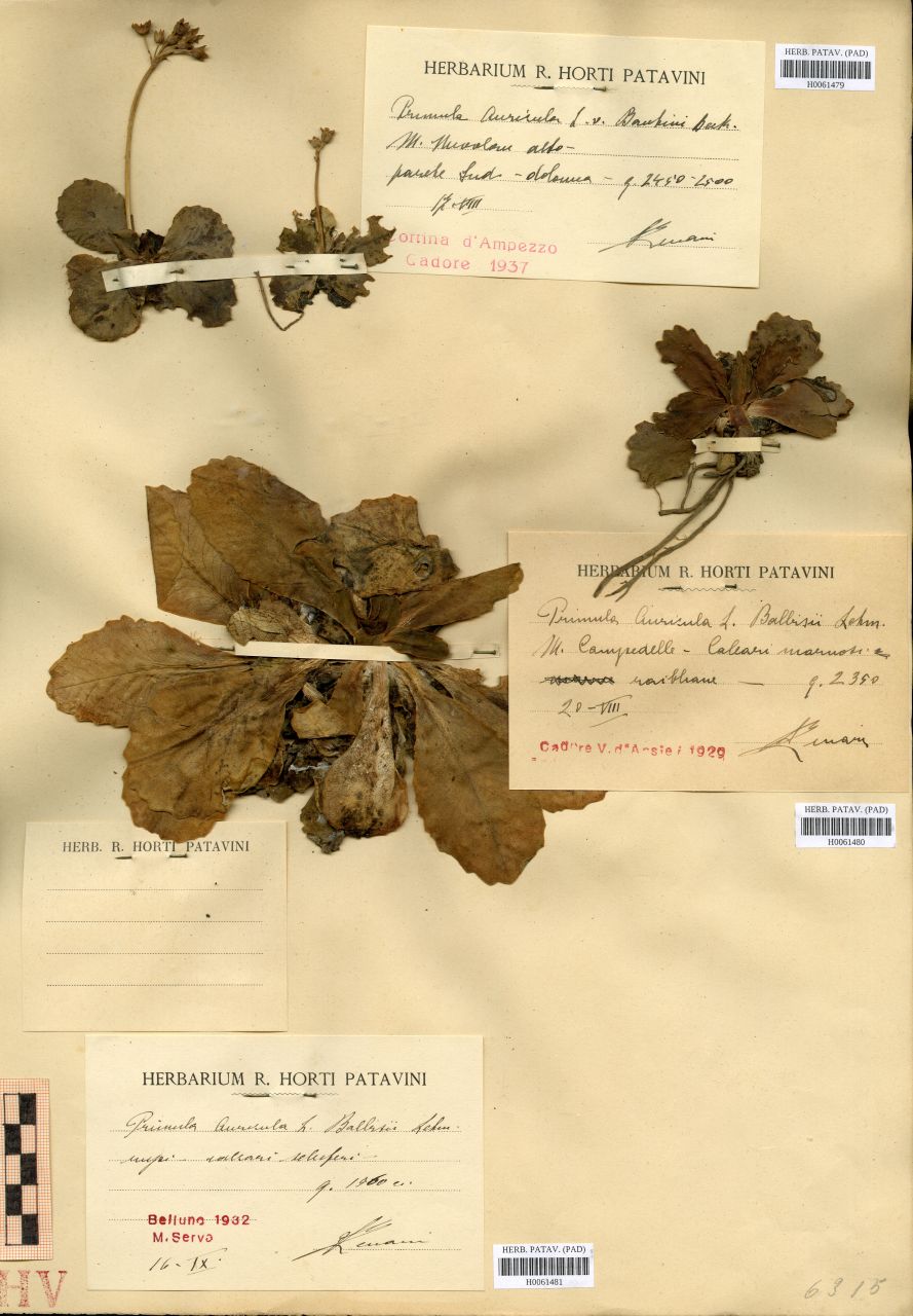 Primula auricola L. v. balbisii Lehm - erbario, Erbario Tre Venezie, Erbario Tre Venezie (1929/08/20)