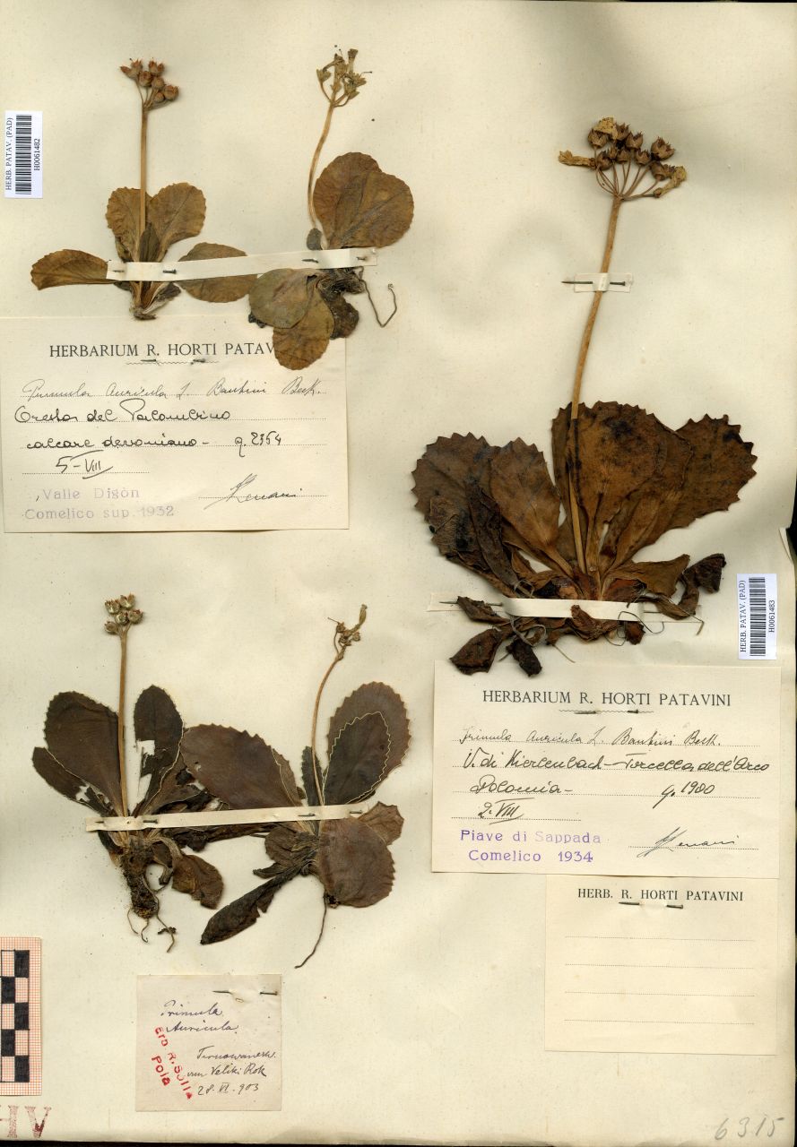 Primula auricola L. v. bauhini Beck - erbario, Erbario Tre Venezie, Erbario Tre Venezie (1934/08/02)
