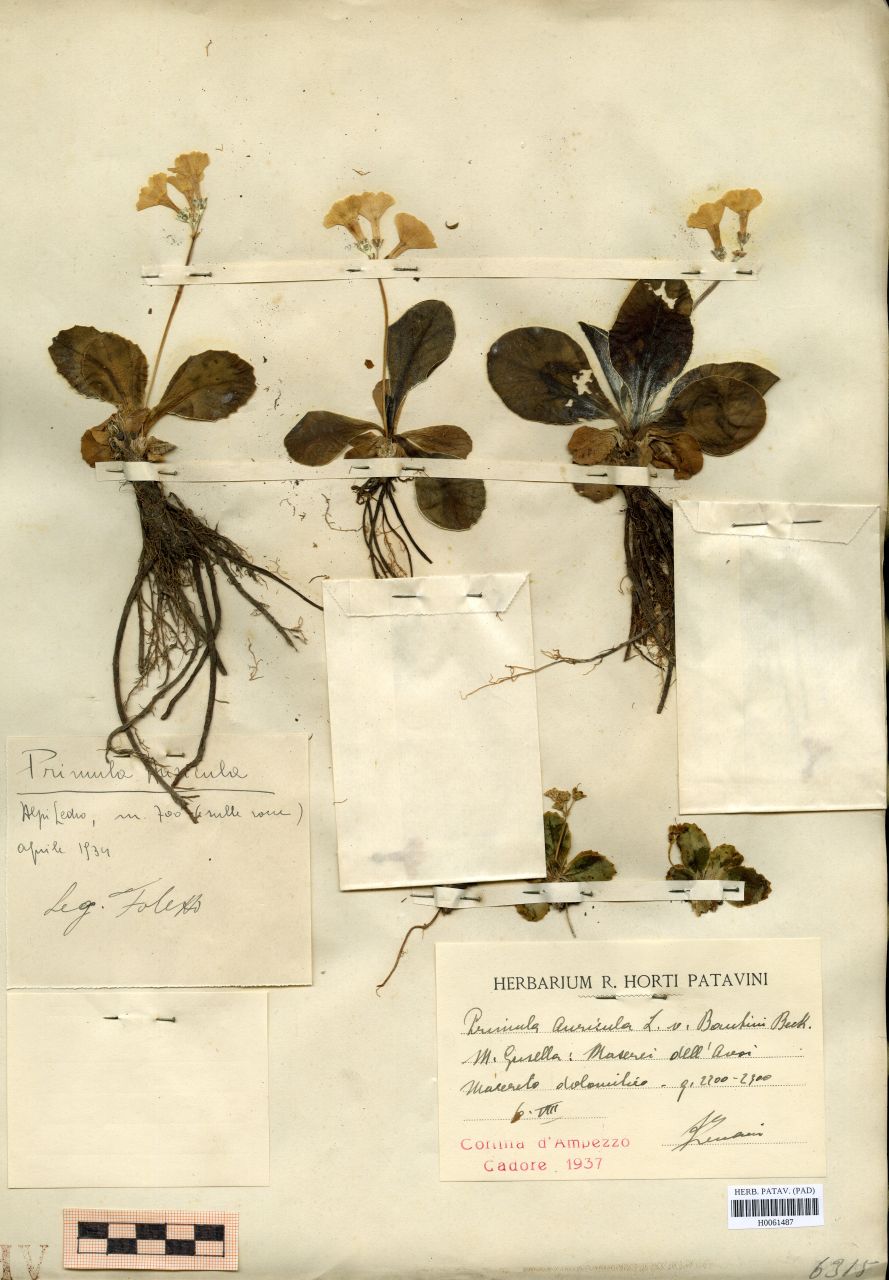 Primula auricola L. v. bauhini Beck - erbario, Erbario Tre Venezie, Erbario Tre Venezie (1937/08/06)