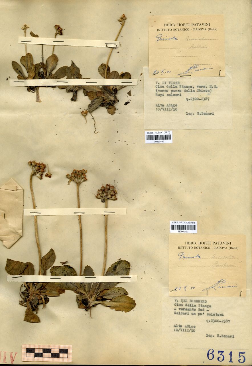 Primula - erbario, Erbario Tre Venezie, Erbario Tre Venezie (1940/10/25)