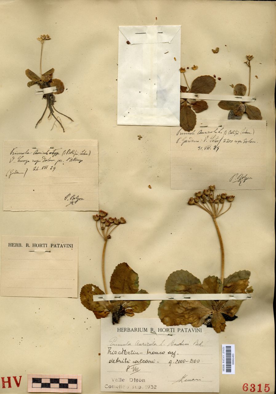 Primula auricola L. v. bauhini Beck - erbario, Erbario Tre Venezie, Erbario Tre Venezie (1932/08/08)