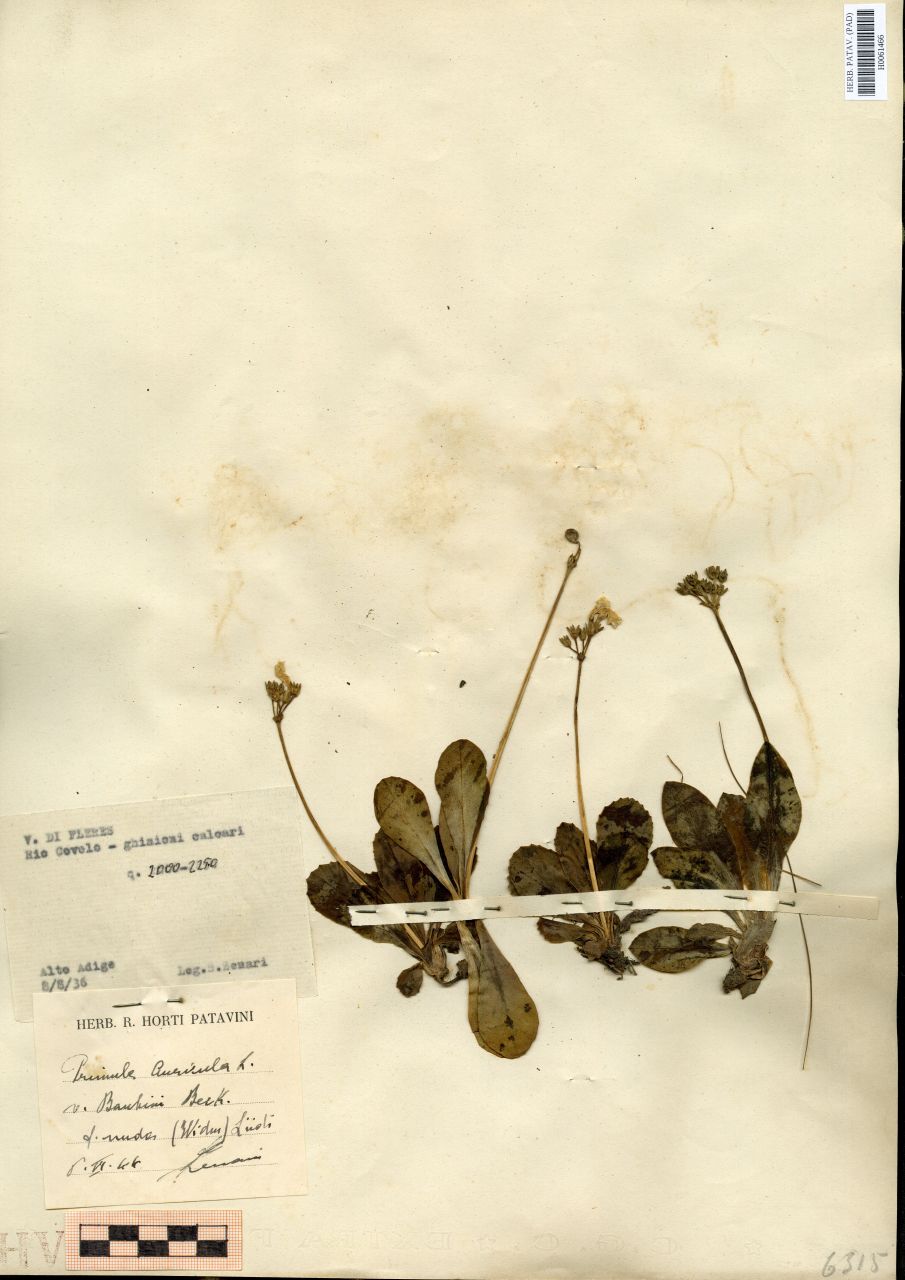 Primula auricola L. v. Bauhini Beck. f. nuda (Widm) Lüdi - erbario, Erbario Tre Venezie, Erbario Tre Venezie (1936/08/08)