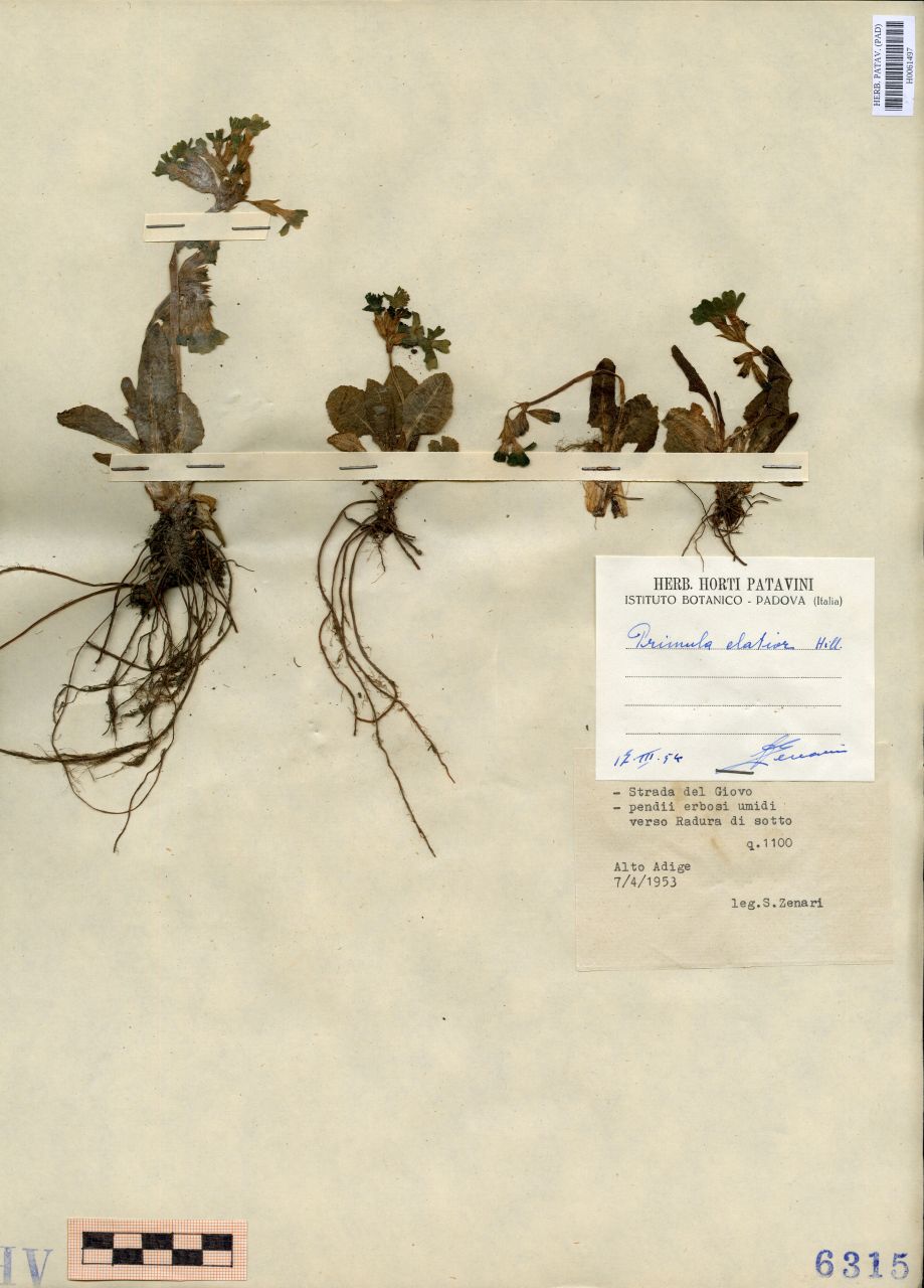 Primula elatior Hill - erbario, Erbario Tre Venezie, Erbario Tre Venezie (1953/04/07)