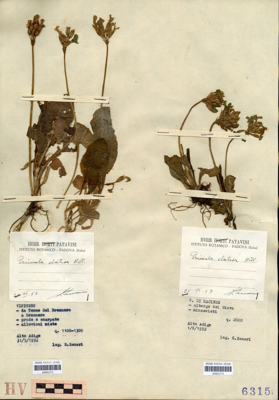Primula elatior Hill - erbario, Erbario Tre Venezie, Erbario Tre Venezie (1952/05/31)