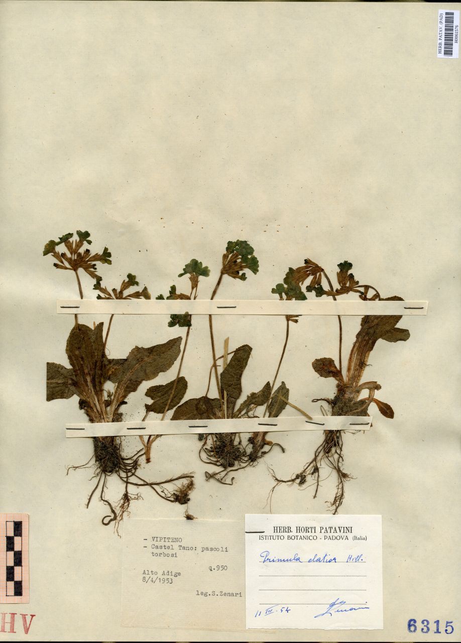 Primula elatior Hill - erbario, Erbario Tre Venezie, Erbario Tre Venezie (1953/04/08)