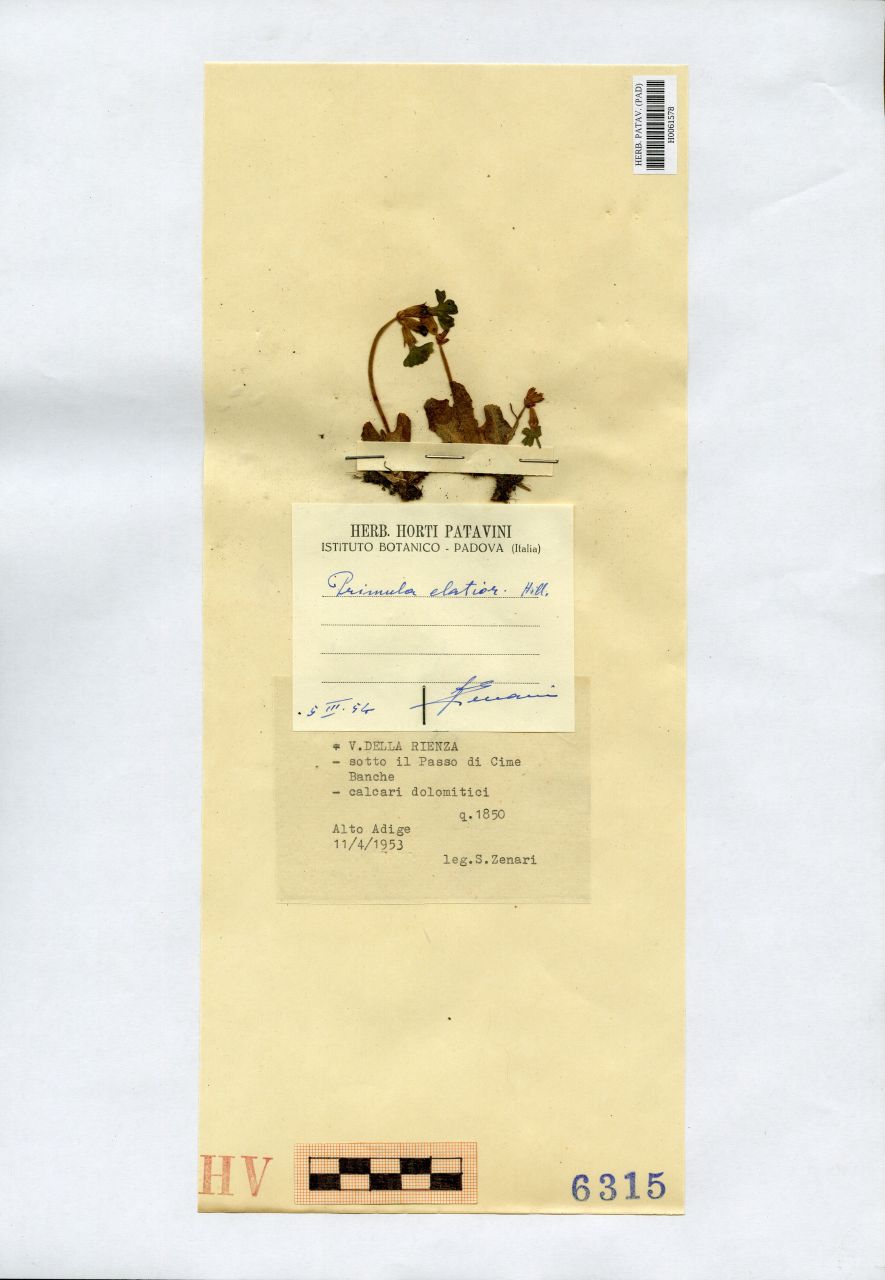 Primula elatior Hill - erbario, Erbario Tre Venezie, Erbario Tre Venezie (1953/04/11)