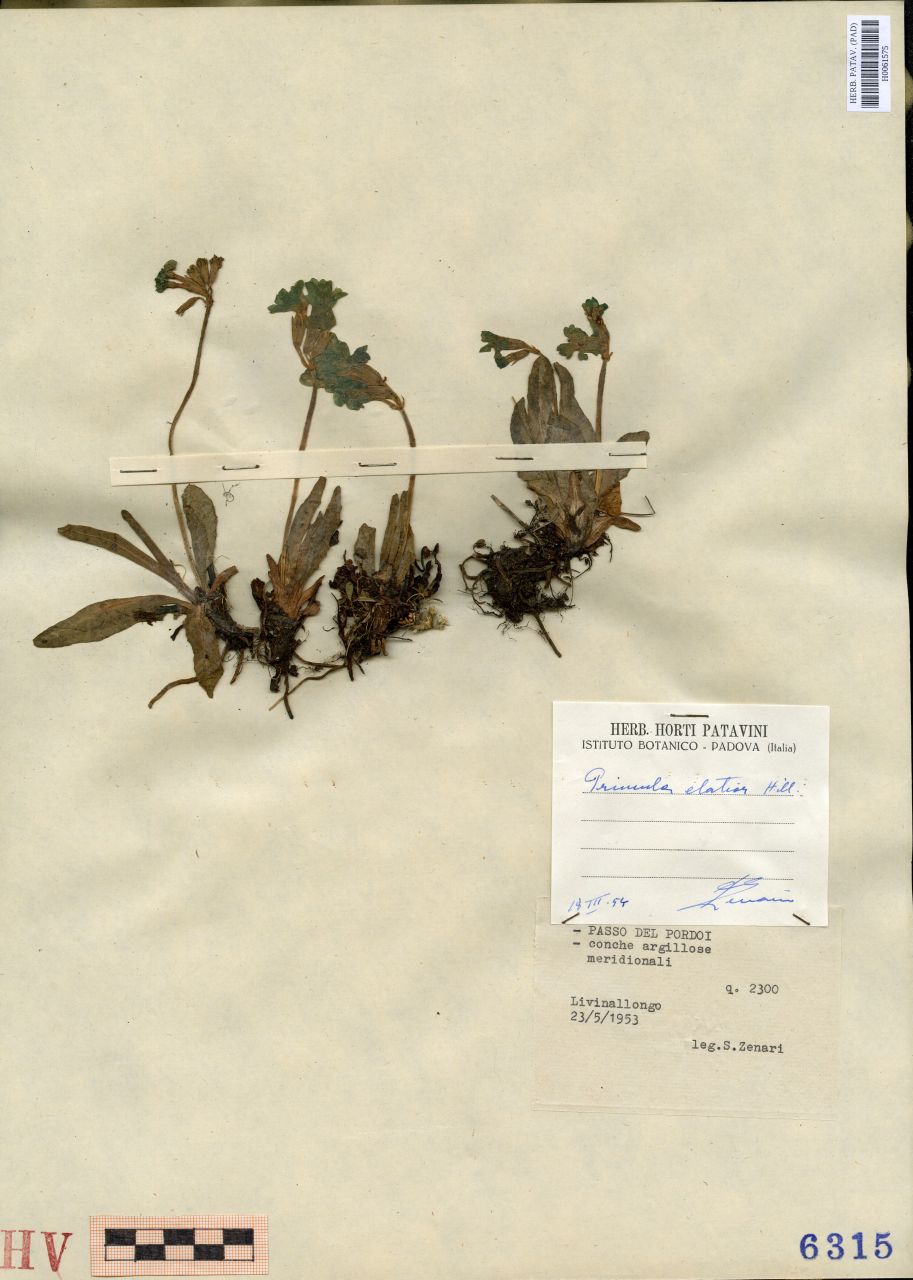Primula elatior Hill - erbario, Erbario Tre Venezie, Erbario Tre Venezie