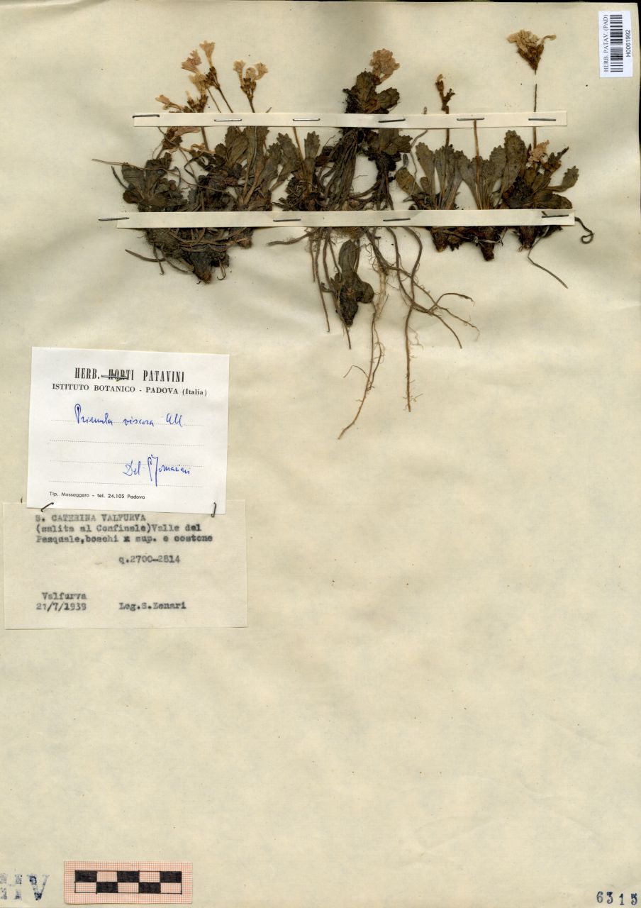 Primula viscosa All - erbario, Erbario delle Venezie, Erbario delle Venezie (1939/07/21)