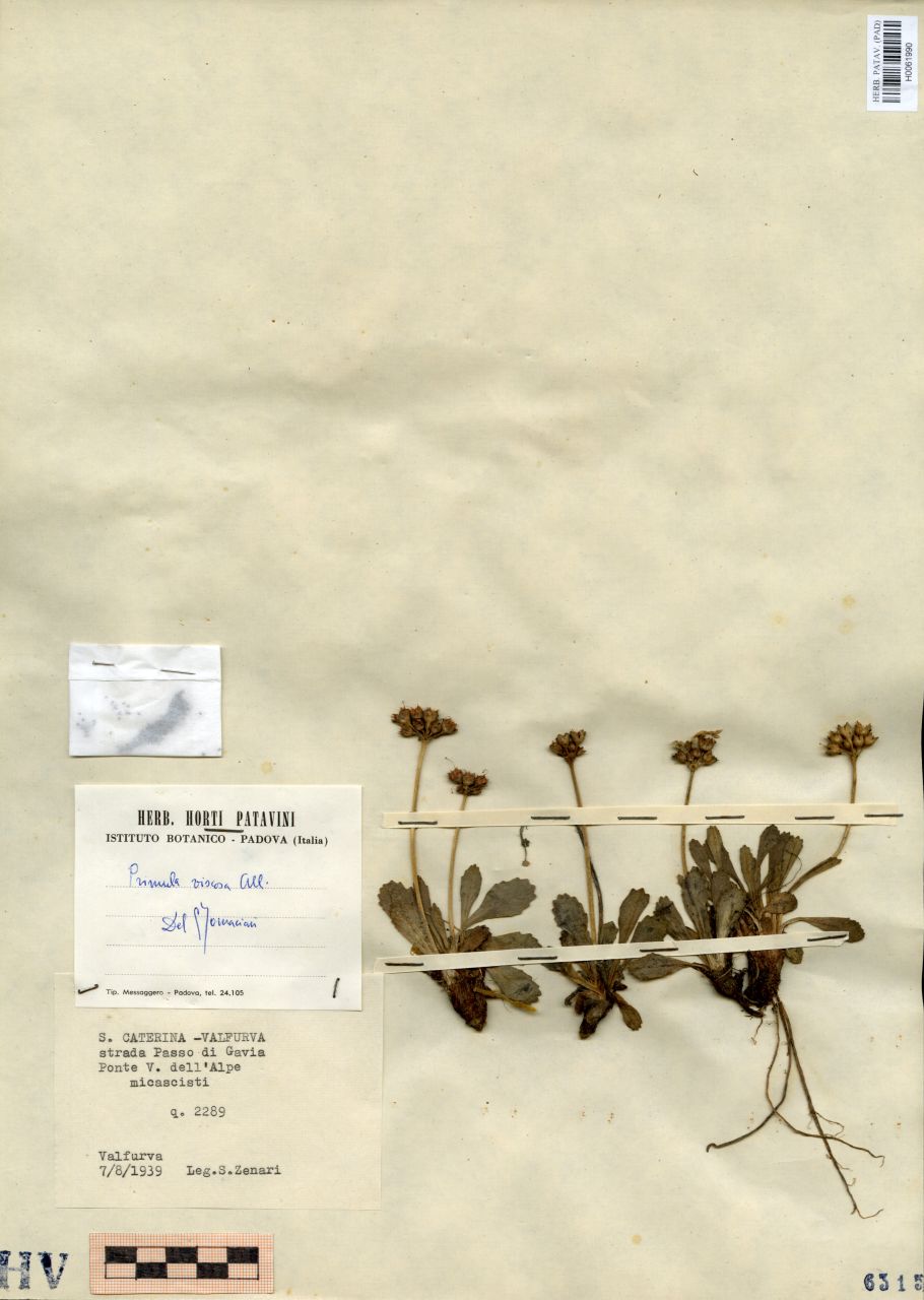Primula viscosa All - erbario, Erbario delle Venezie, Erbario delle Venezie (07/08/1939)