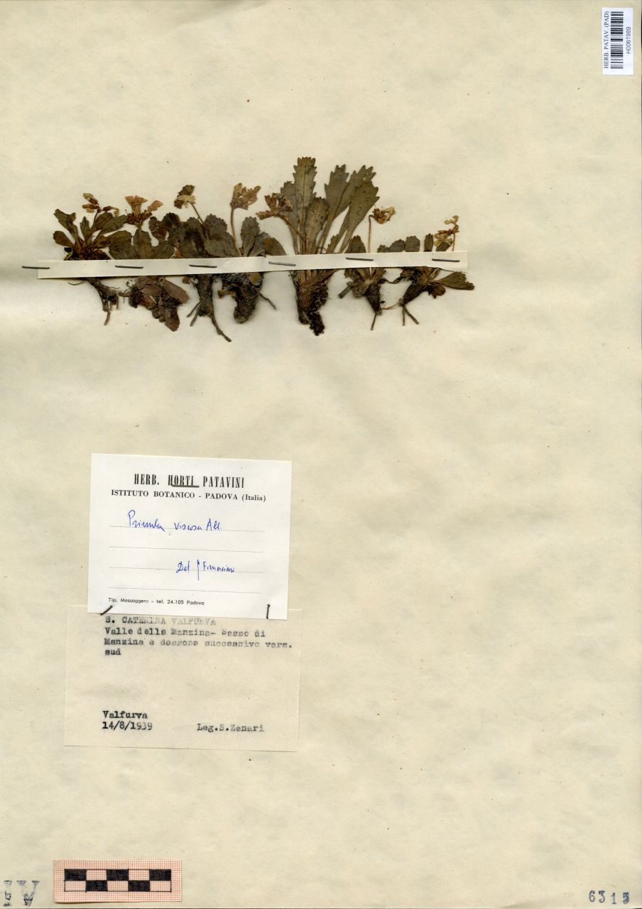 Primula viscosa All - erbario, Erbario delle Venezie, Erbario delle Venezie (1939/08/14)