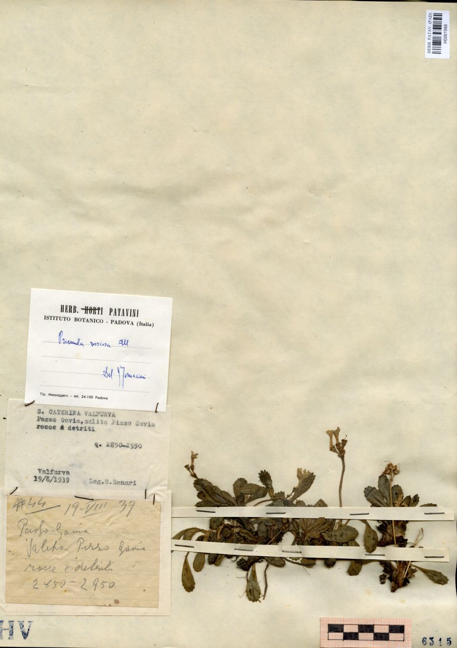 Primula viscosa All - erbario, Erbario delle Venezie, Erbario delle Venezie (1939/19/08)