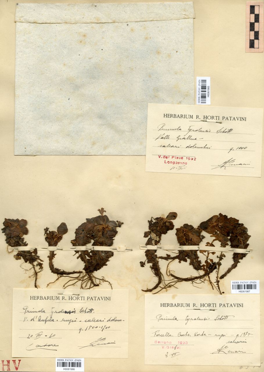 Primula tyrolensis Schott - erbario, Erbario delle Tre Venezie, Erbario delle Tre Venezie (08/07/1933)