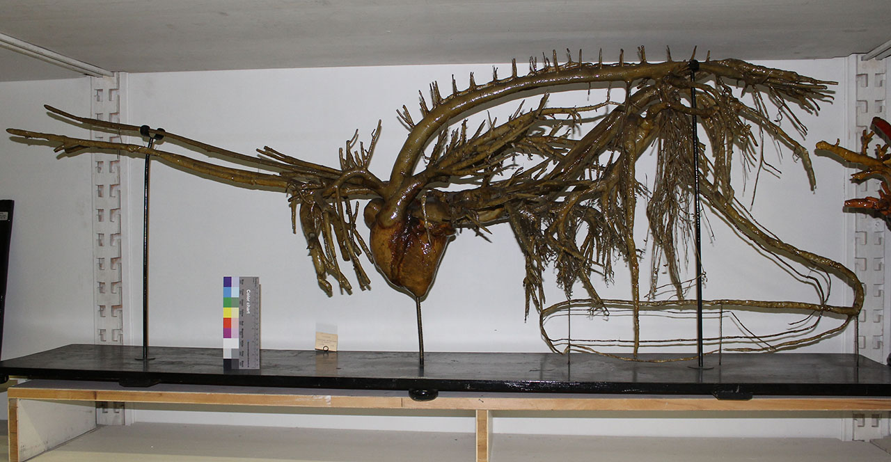 VERTEBRATI/ MAMMIFERI/ cavallo (esemplare)