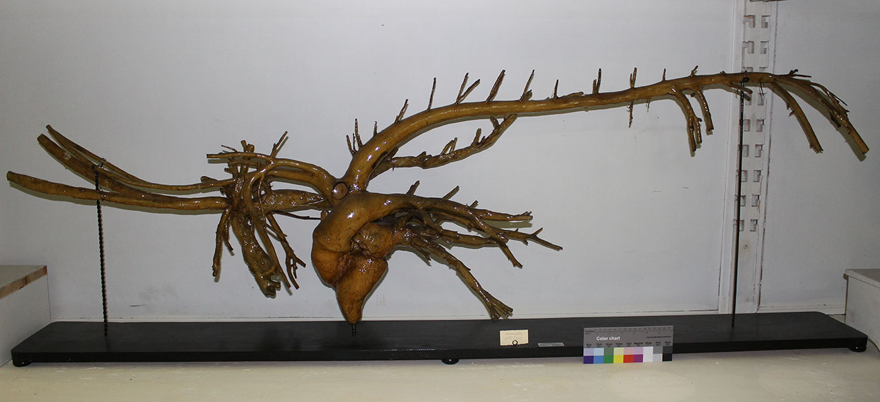 VERTEBRATI/ MAMMIFERI/ cammello (esemplare)