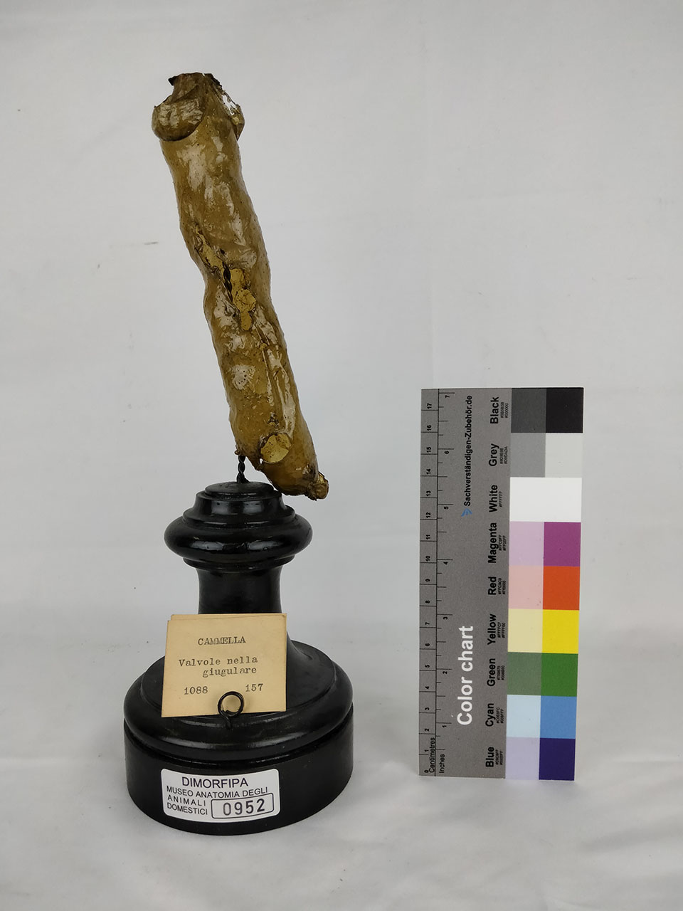 VERTEBRATI/ MAMMIFERI/ cammello (esemplare)