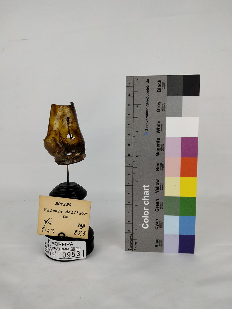 VERTEBRATI/ MAMMIFERI/ bovino (esemplare)