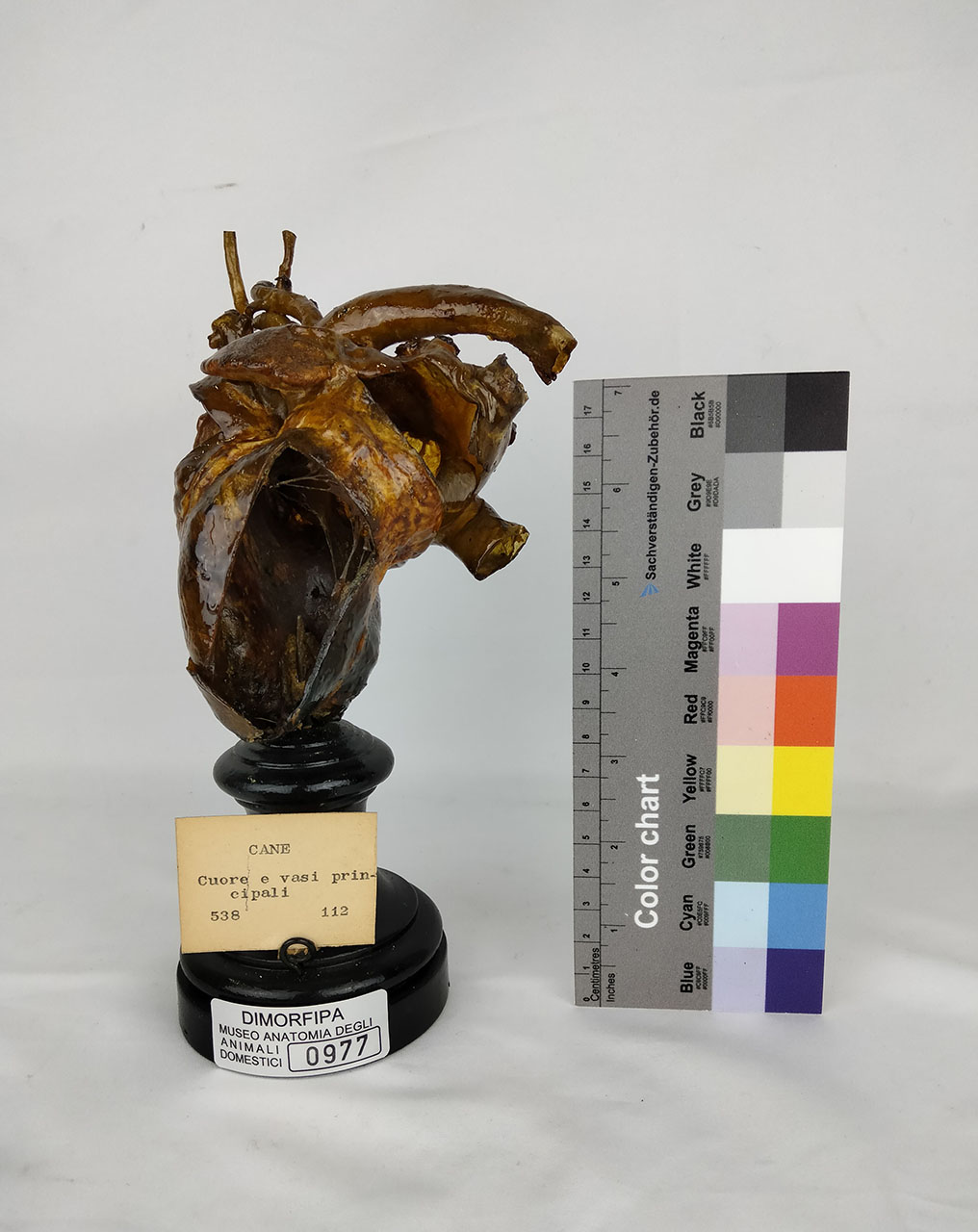 VERTEBRATI/ MAMMIFERI/ cane (serie)