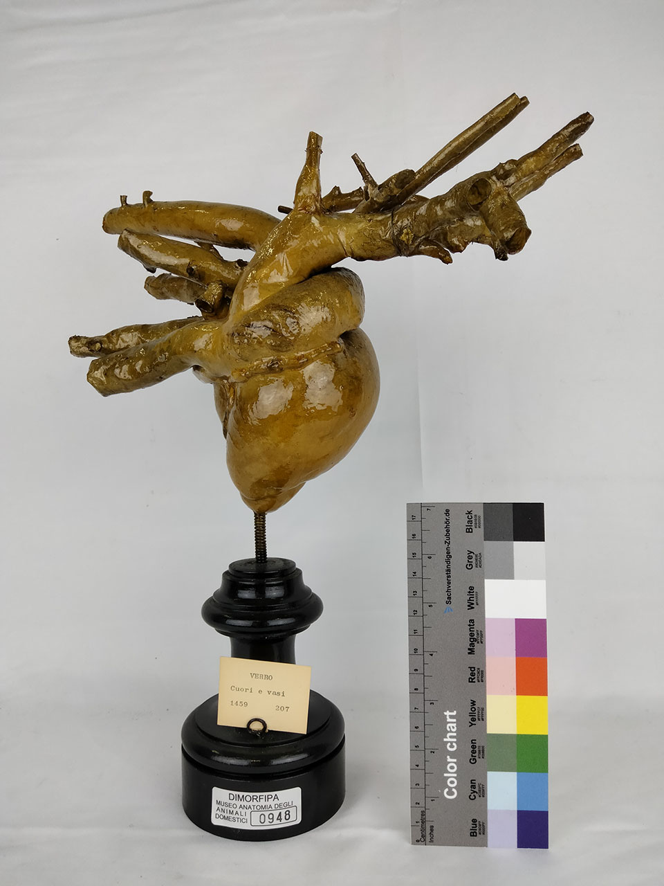 VERTEBRATI/ MAMMIFERI/ maiale (esemplare)