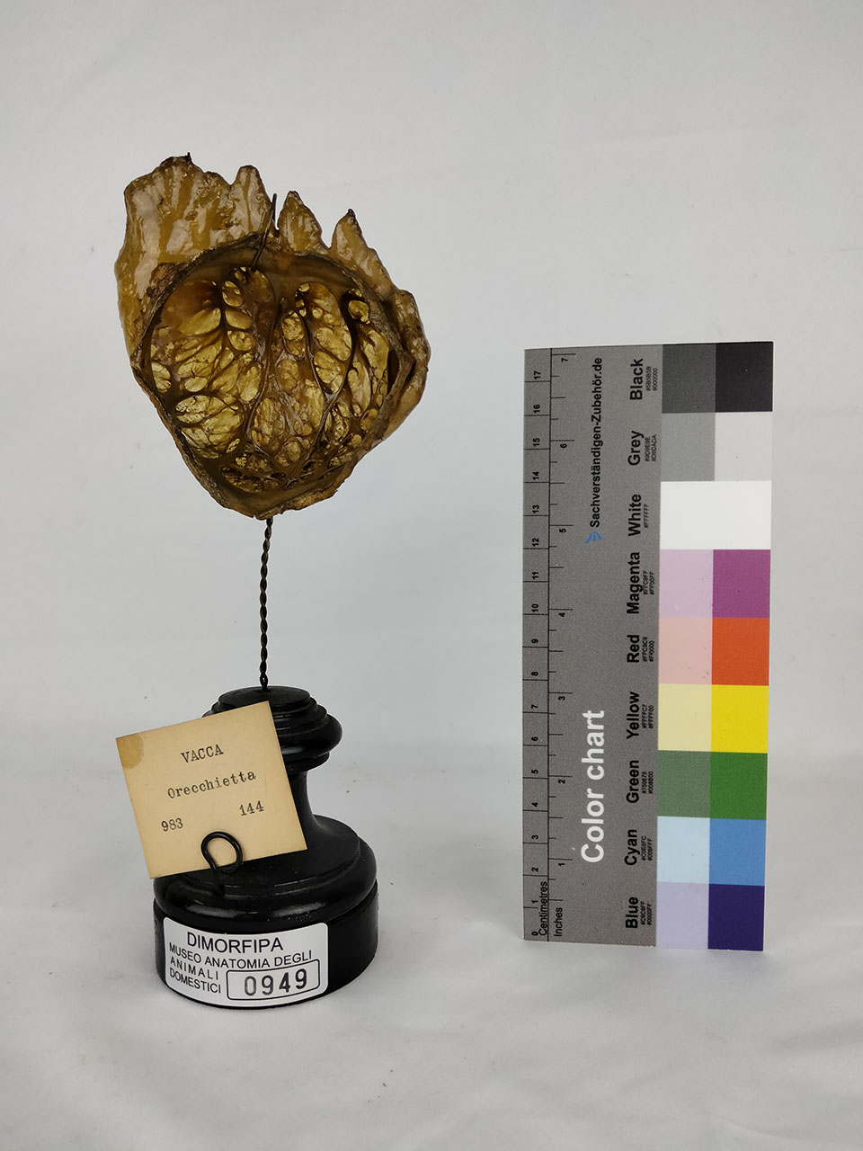 VERTEBRATI/ MAMMIFERI/ vacca (esemplare)