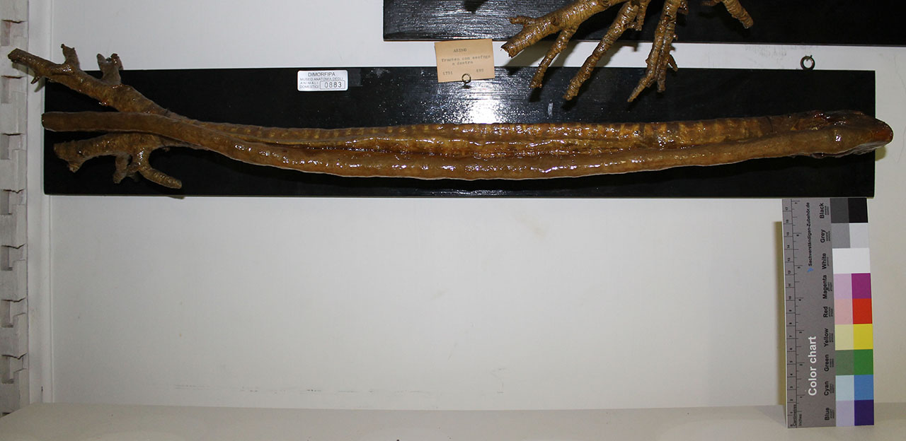 VERTEBRATI/ MAMMIFERI/ asino (esemplare)