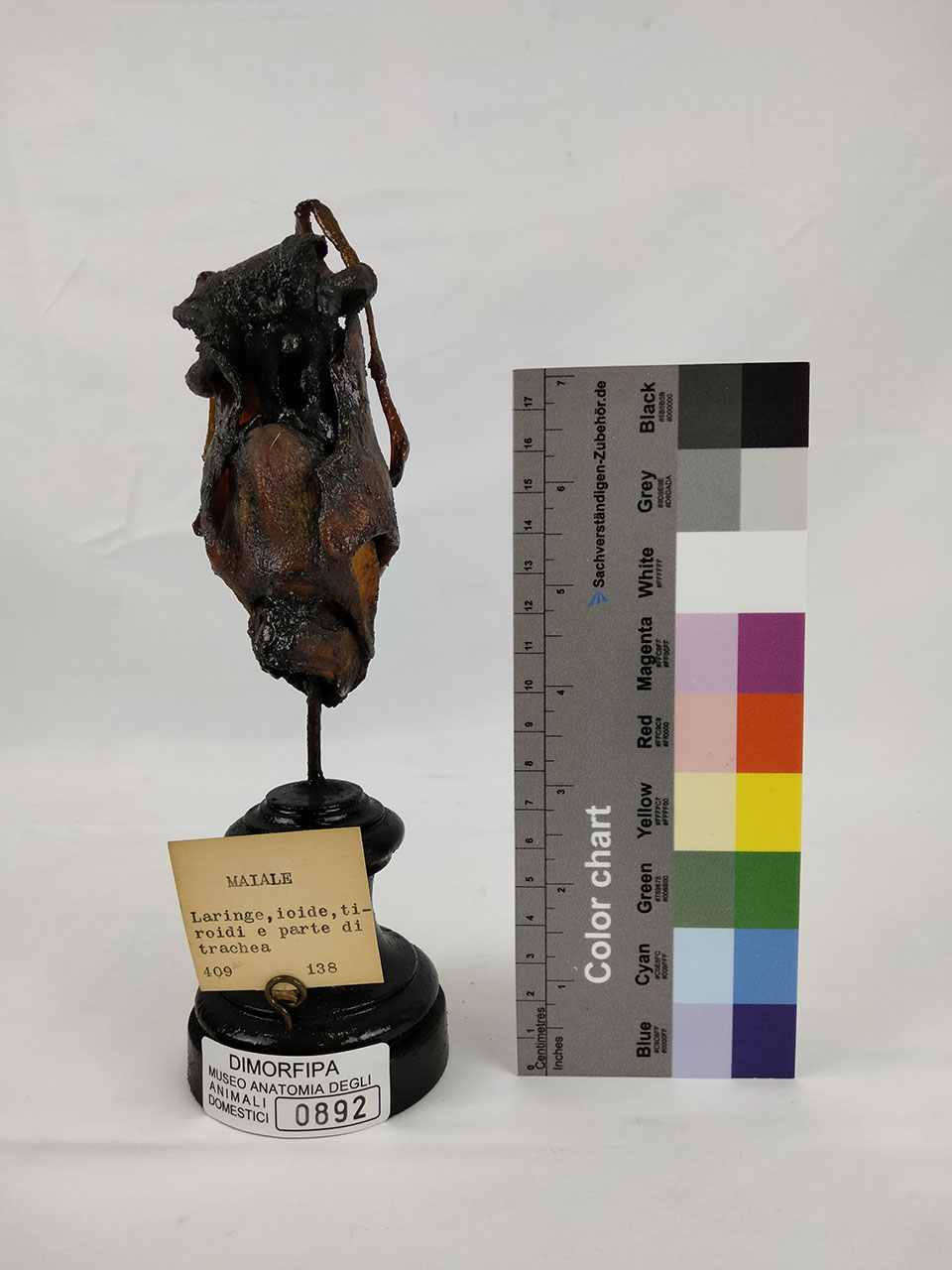 VERTEBRATI/ MAMMIFERI/ maiale (esemplare)