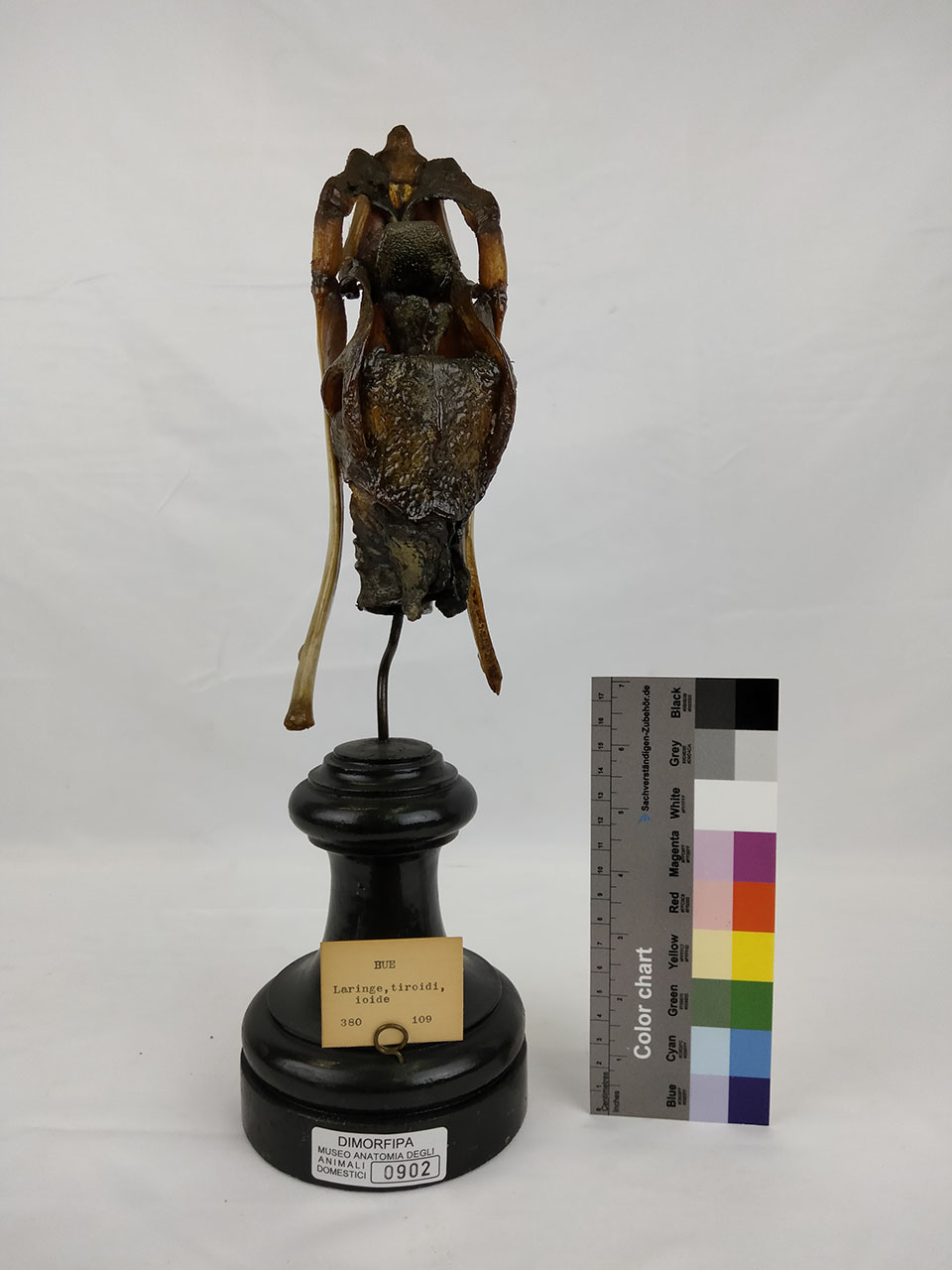 VERTEBRATI/ MAMMIFERI/ bue (esemplare)