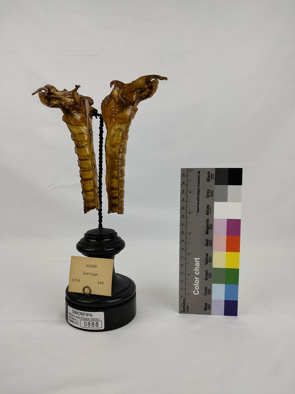 VERTEBRATI/ MAMMIFERI/ asino (esemplare)