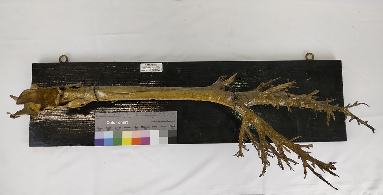 VERTEBRATI/ MAMMIFERI/ maiale (esemplare)