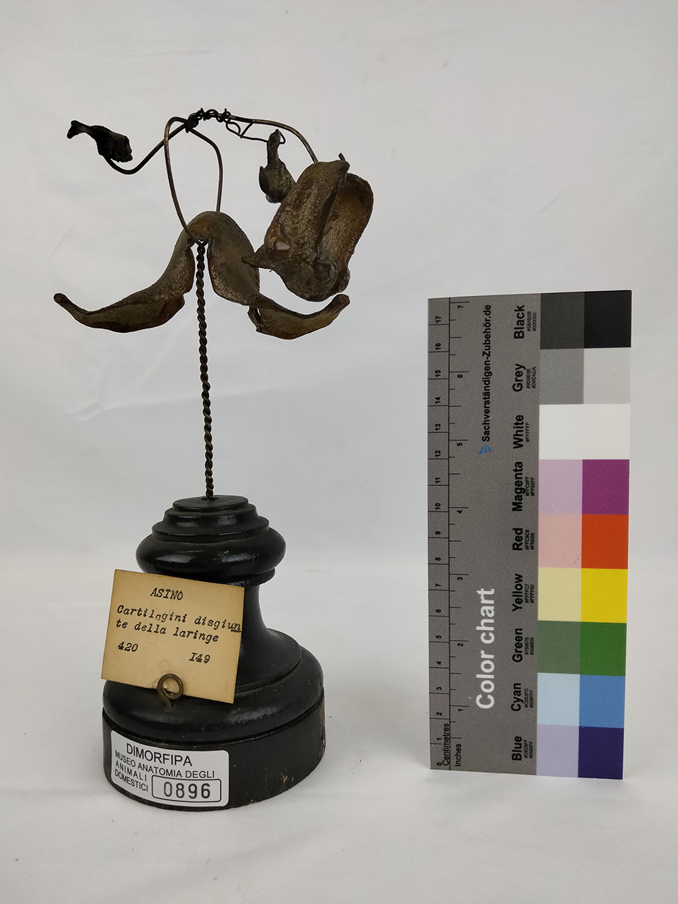 VERTEBRATI/ MAMMIFERI/ asino (esemplare)