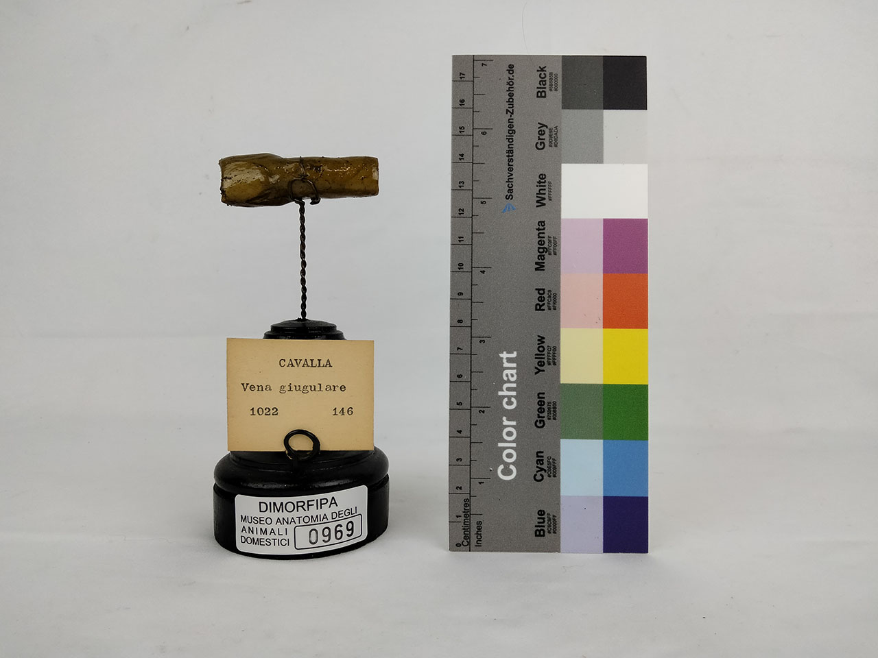 VERTEBRATI/ MAMMIFERI/ cavallo (esemplare)