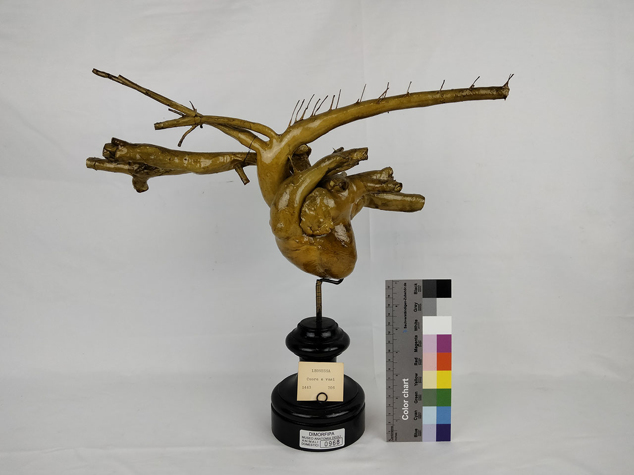 VERTEBRATI/ MAMMIFERI/ leone (esemplare)