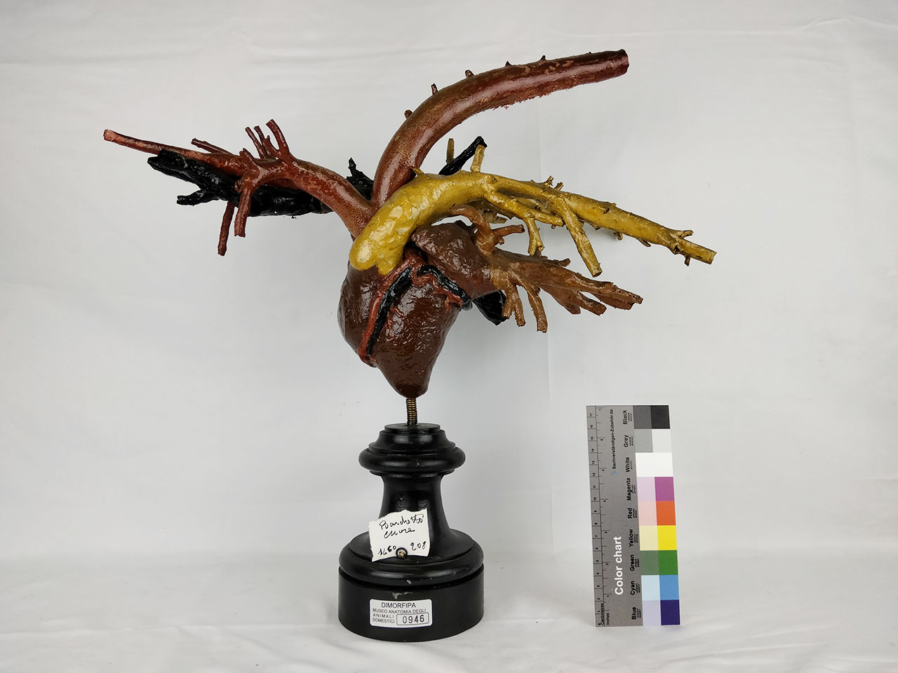 VERTEBRATI/ MAMMIFERI/ bardotto (esemplare)