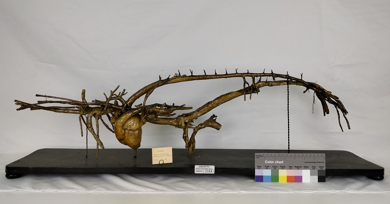 VERTEBRATI/ MAMMIFERI/ maiale (esemplare)