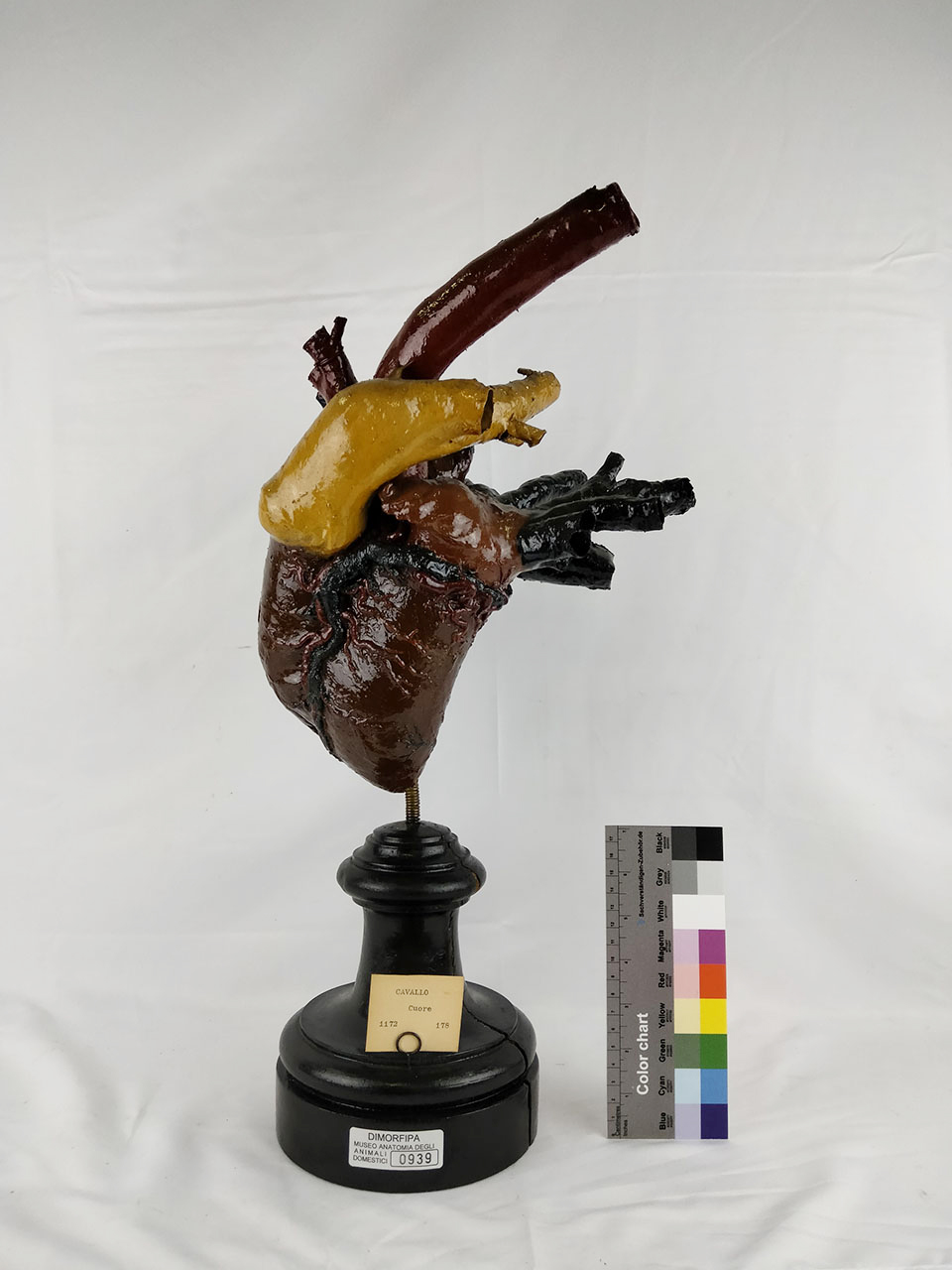 VERTEBRATI/ MAMMIFERI/ cavallo (esemplare)