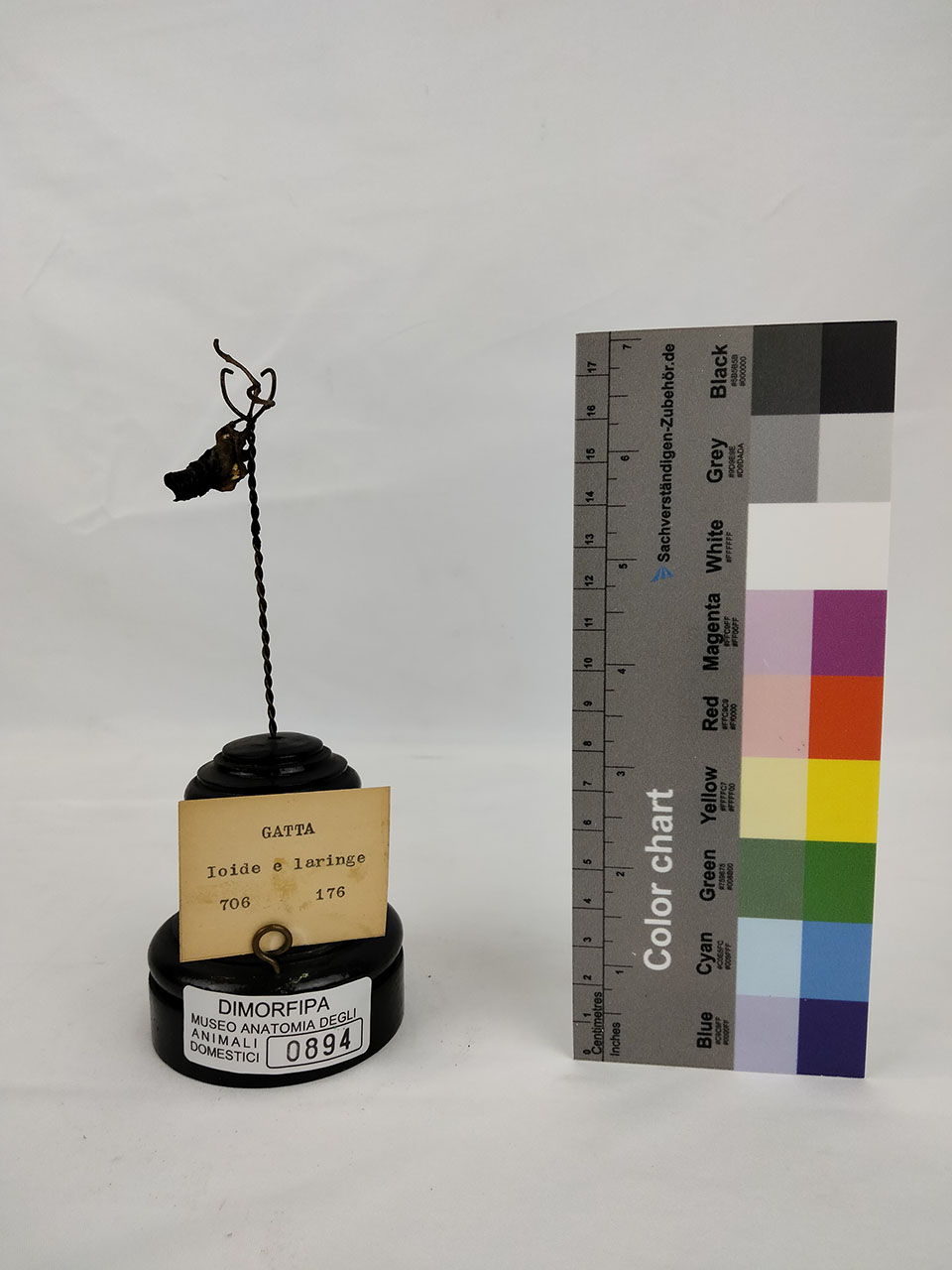 VERTEBRATI/ MAMMIFERI/ gatto (esemplare)