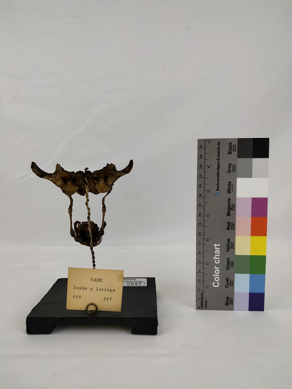 VERTEBRATI/ MAMMIFERI/ cane (esemplare)