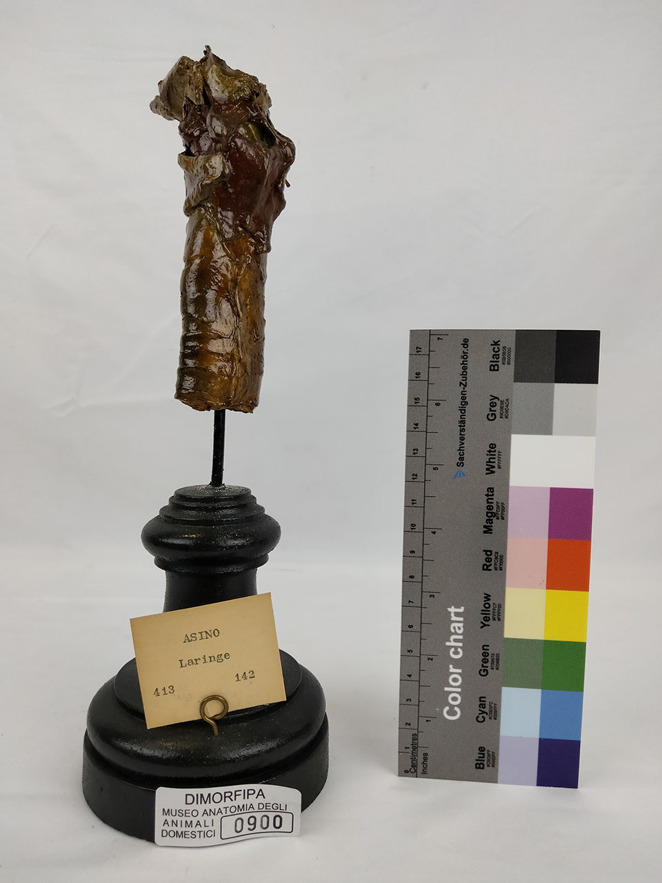 VERTEBRATI/ MAMMIFERI/ asino (esemplare)