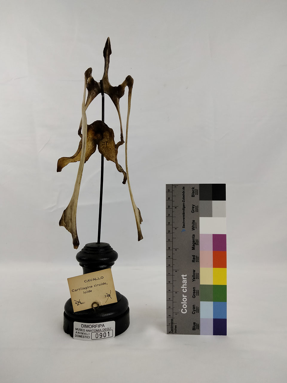 VERTEBRATI/ MAMMIFERI/ cavallo (esemplare)