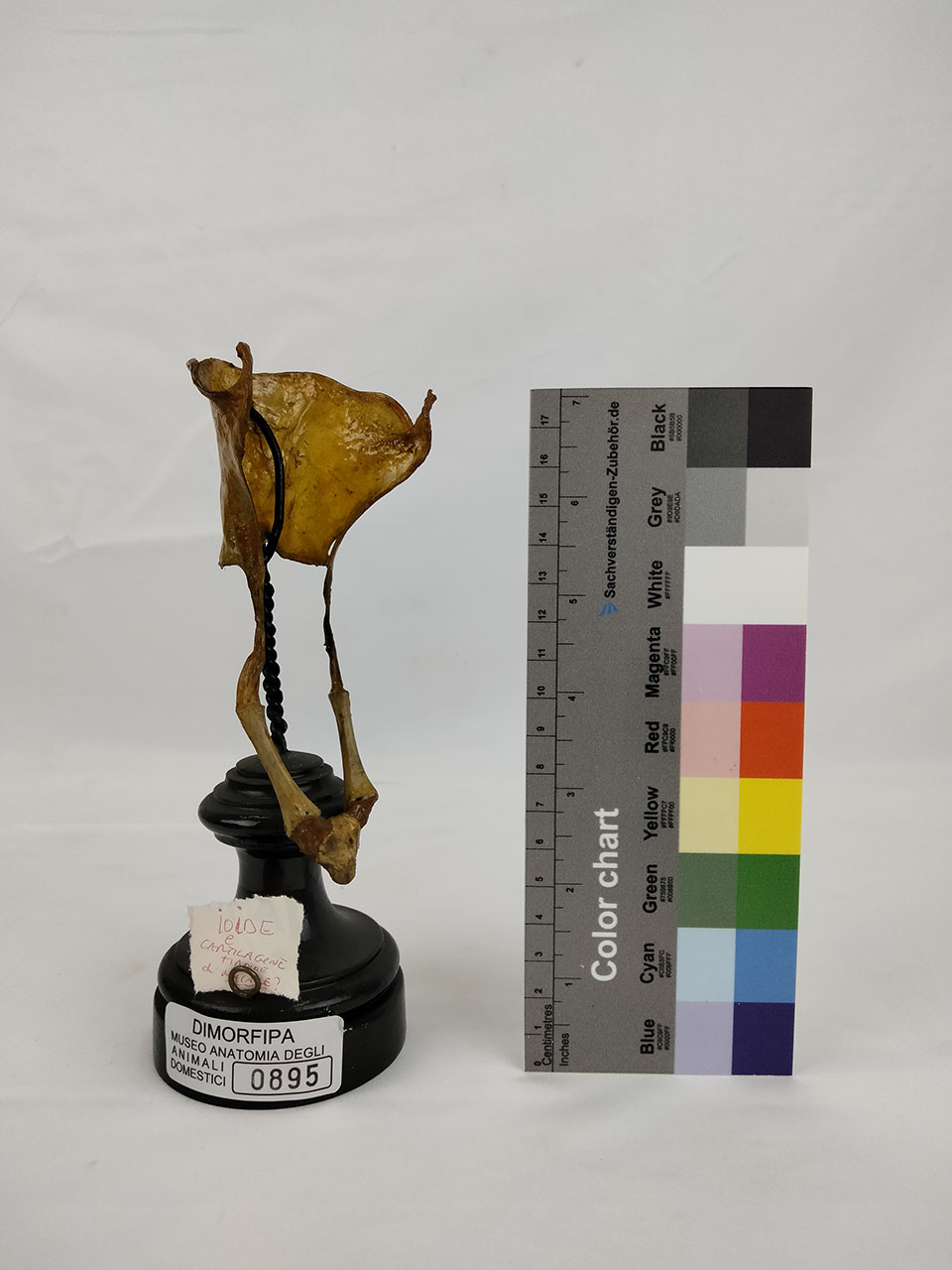 VERTEBRATI/ MAMMIFERI/ maiale (esemplare)