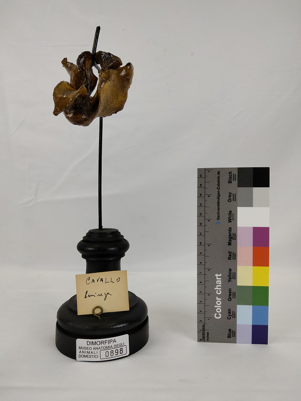 VERTEBRATI/ MAMMIFERI/ cavallo (esemplare)