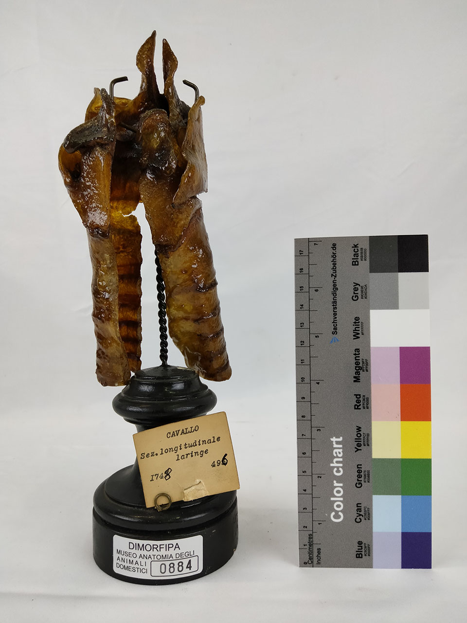 VERTEBRATI/ MAMMIFERI/ cavallo (esemplare)