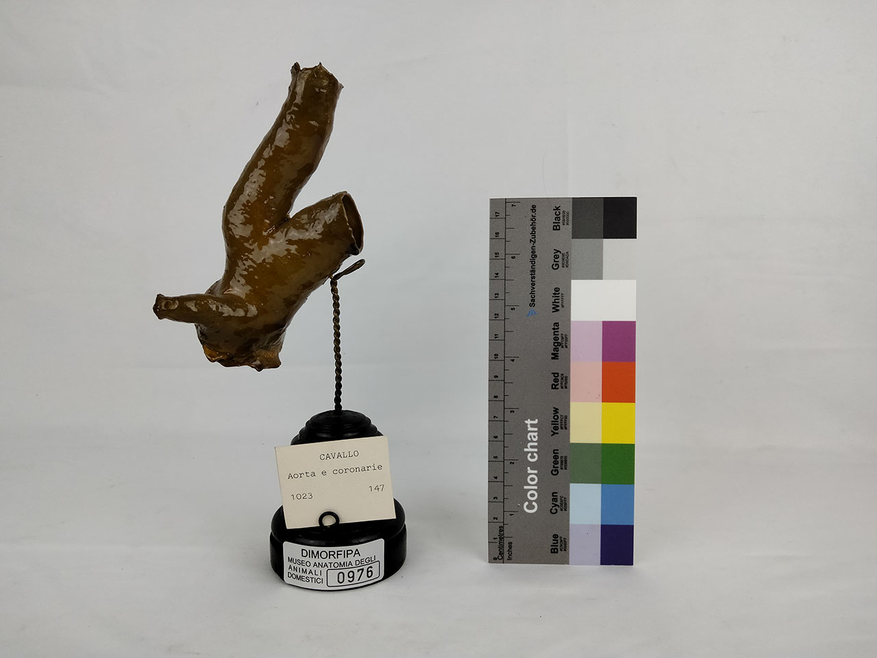 VERTEBRATI/ MAMMIFERI/ cavallo (esemplare)