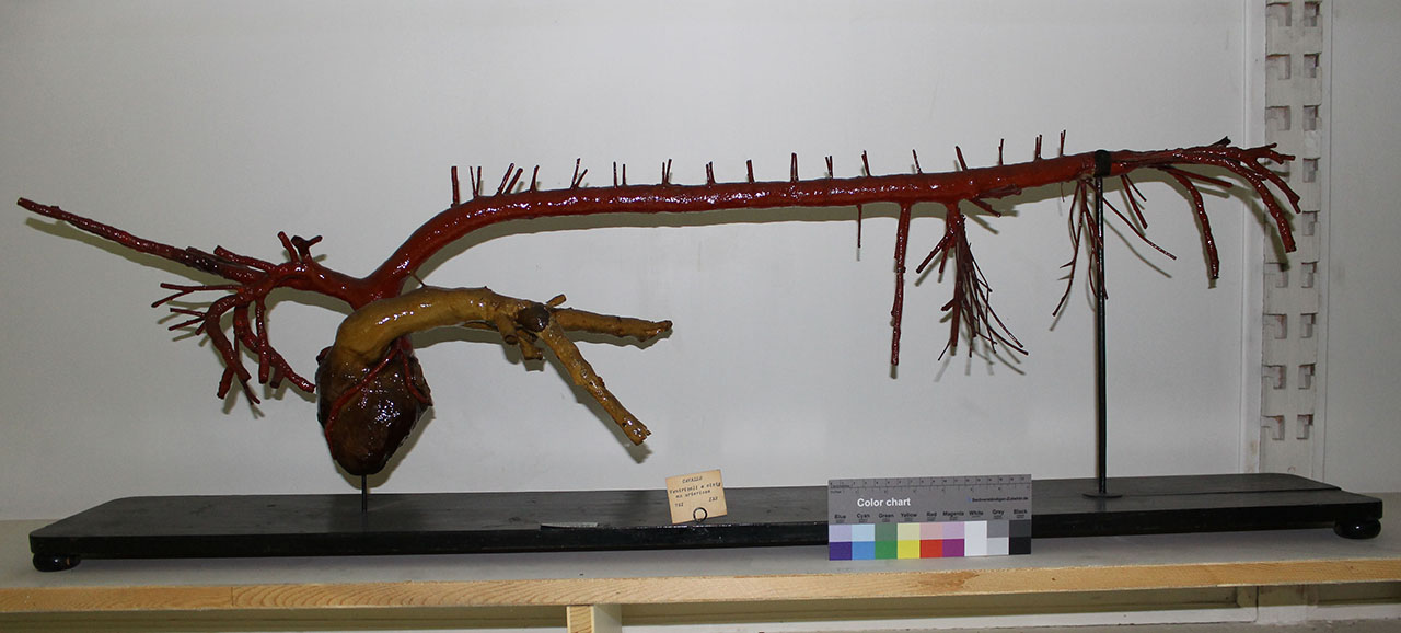 VERTEBRATI/ MAMMIFERI/ cavallo (esemplare)