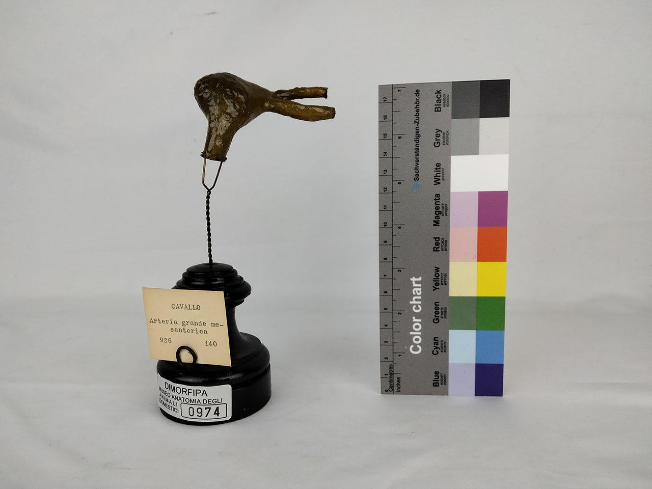 VERTEBRATI/ MAMMIFERI/ cavallo (esemplare)