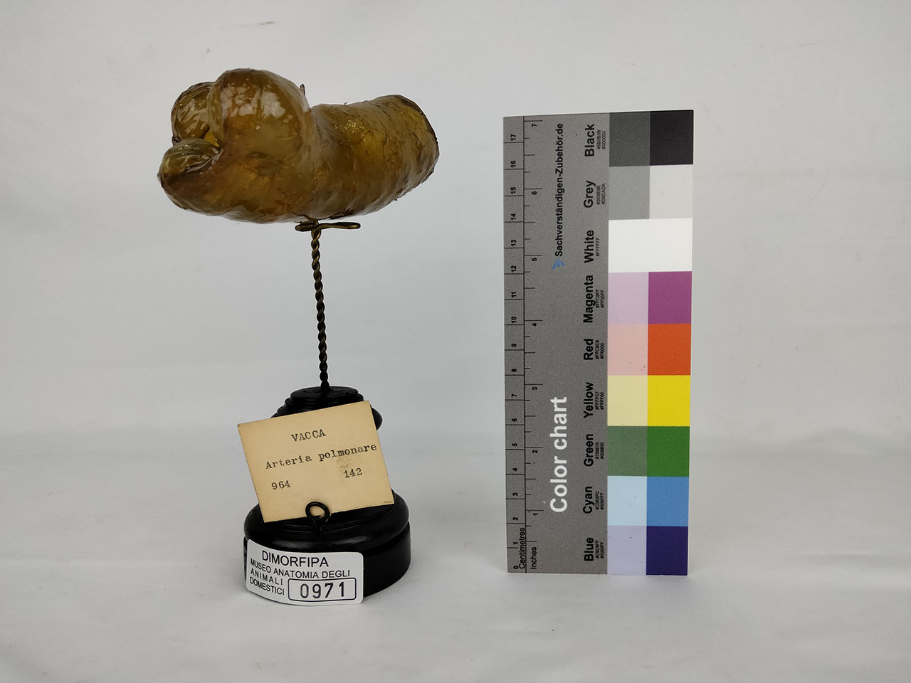 VERTEBRATI/ MAMMIFERI/ vacca (esemplare)