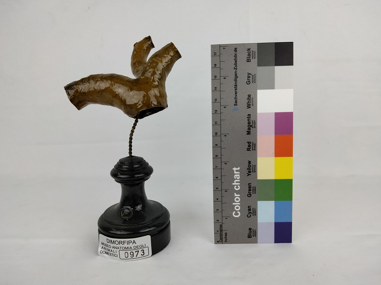 VERTEBRATI/ MAMMIFERI/ cammello (esemplare)