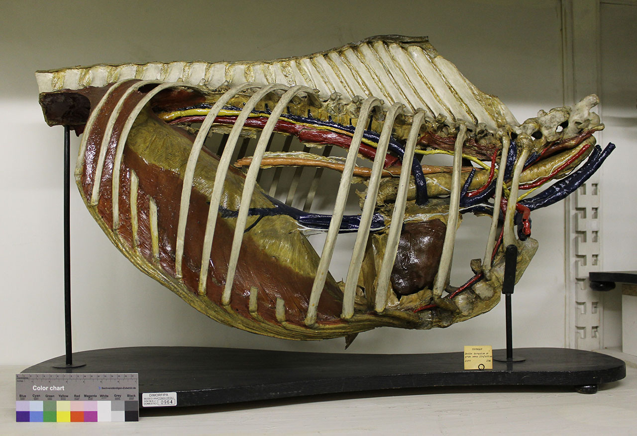 VERTEBRATI/ MAMMIFERI/ cavallo (esemplare)