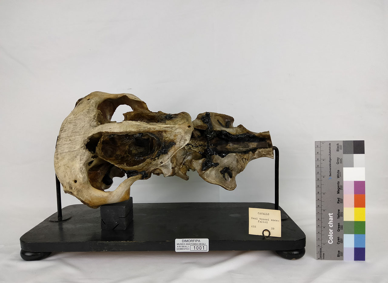 VERTEBRATI/ MAMMIFERI/ cavallo (serie)